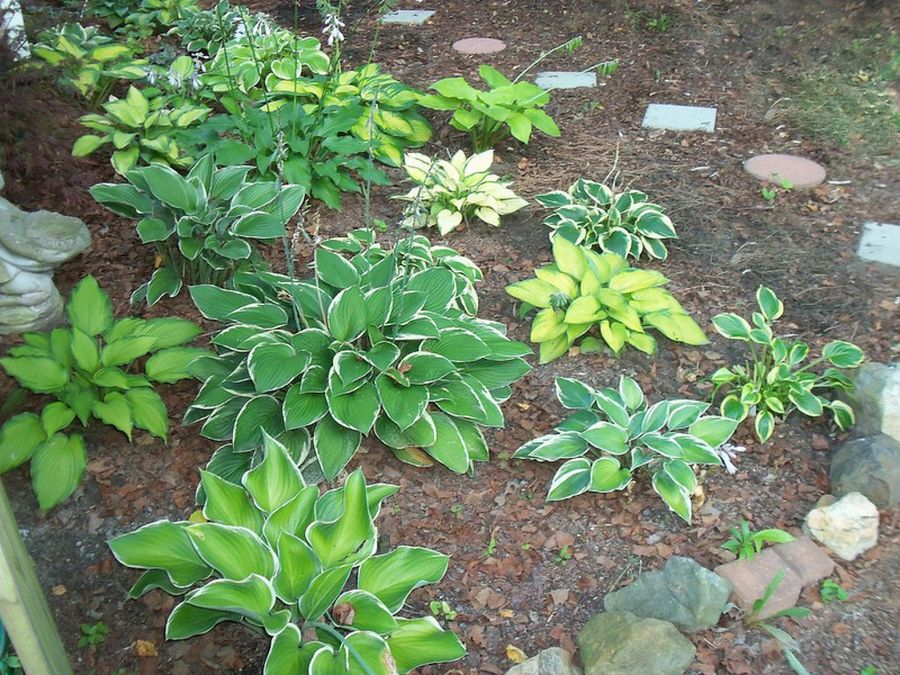 La hosta: explicaciones y tips | Plantas