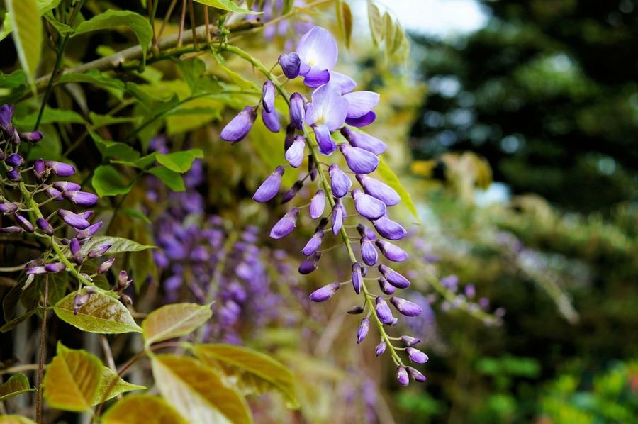 Wisteria