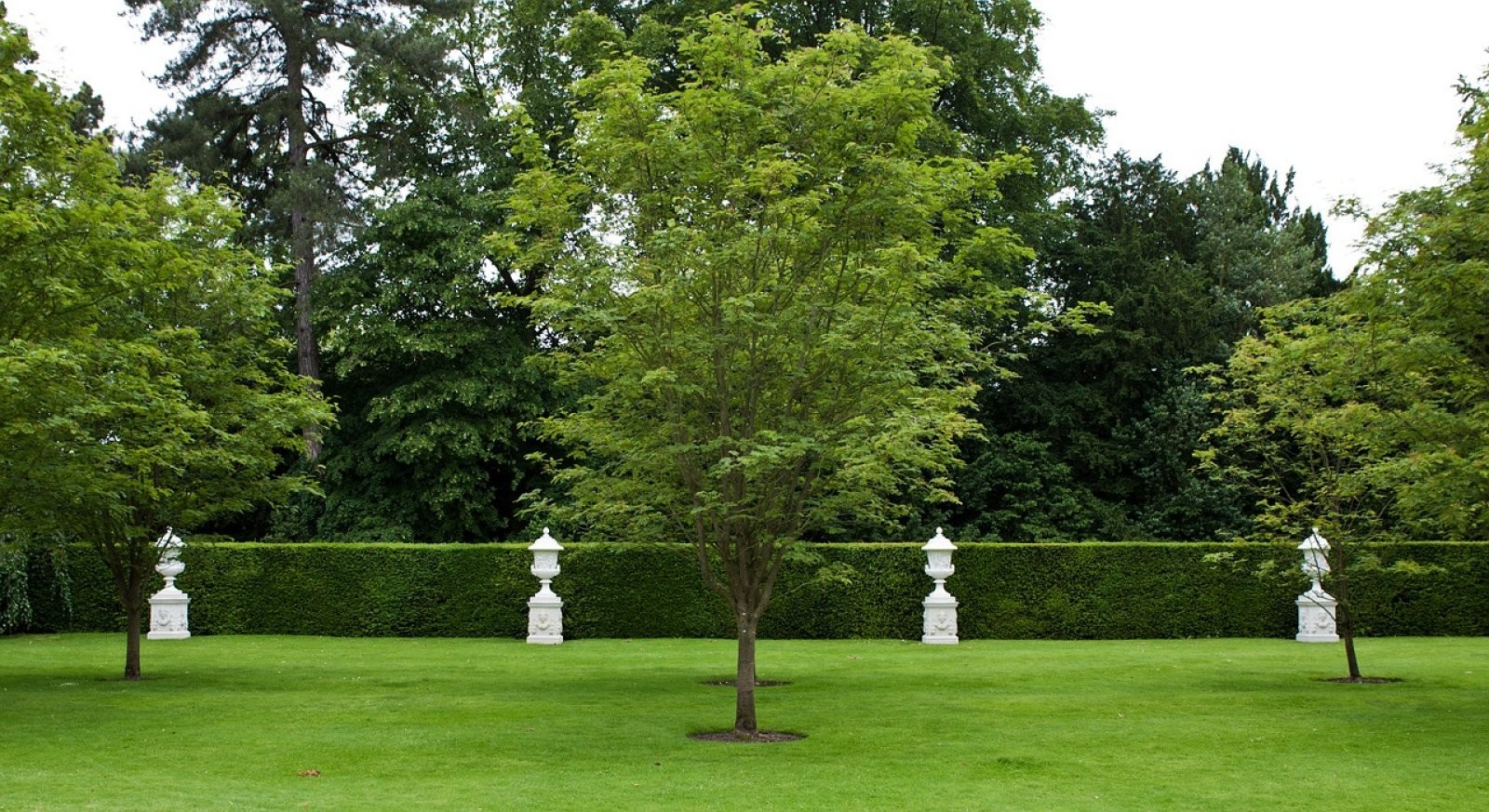Árbol en césped