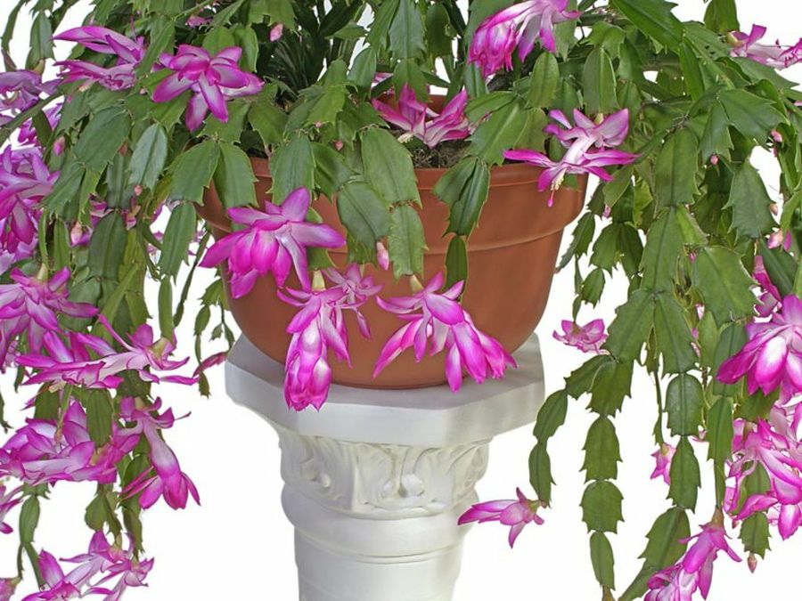 cactus de navidad y pascua