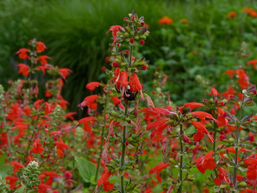 Salvia