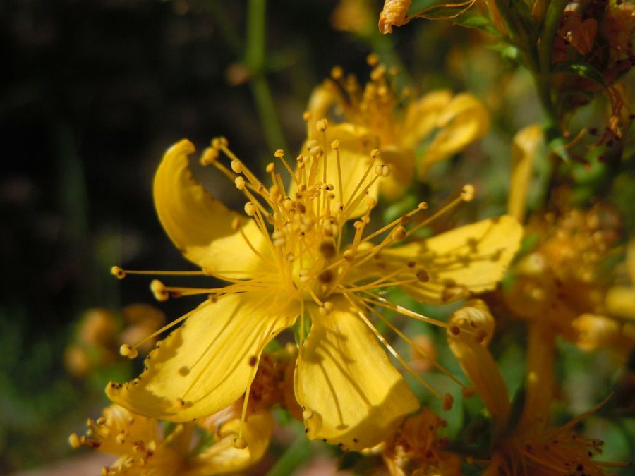 Hypericum Perforatum