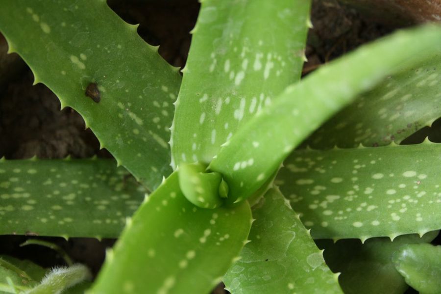 Aloe Vera