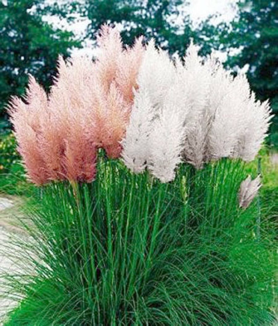 cortaderia selloana