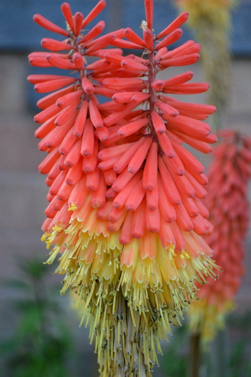 Kniphofia uvaria