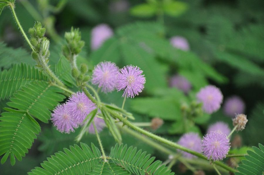 Mimosa pudica