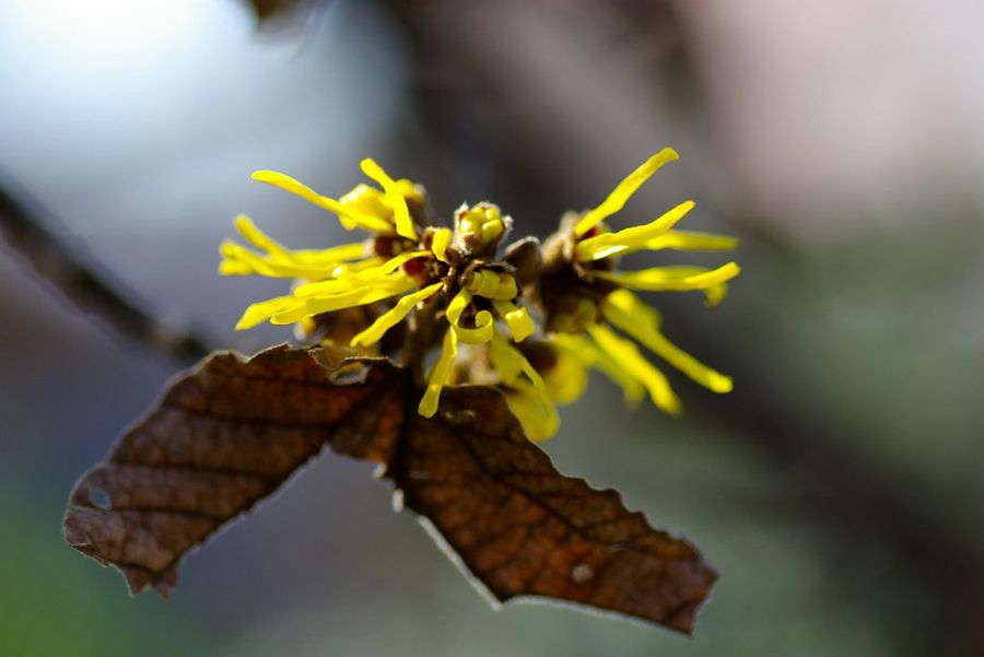 Hamamelis mollis