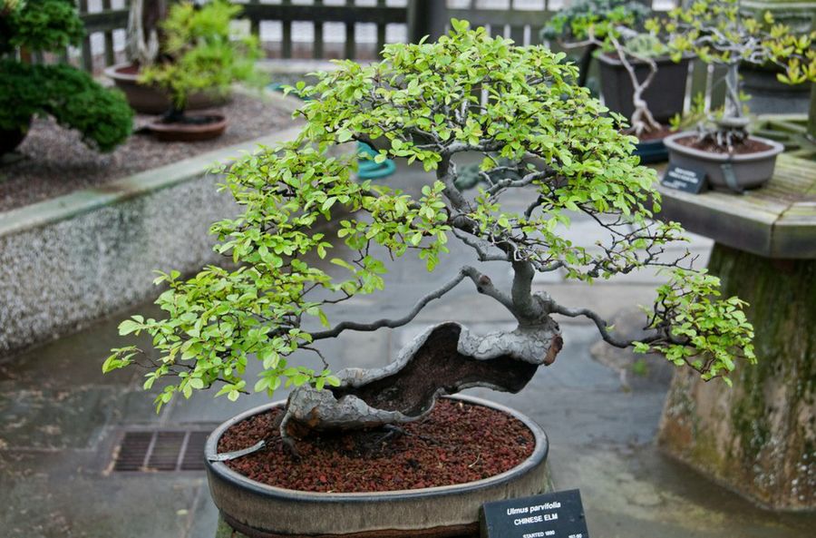 Bonsai