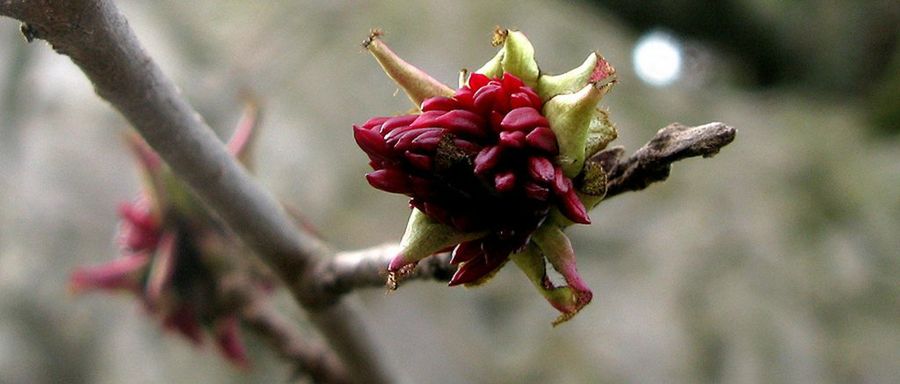 Parrotia