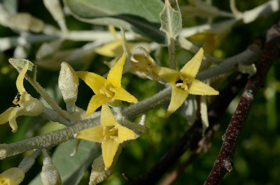 Árbol del paraíso, idóneo para el verano | Plantas