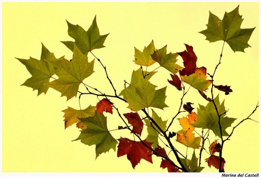 Platanus x hispanica