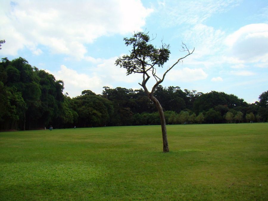Árbol