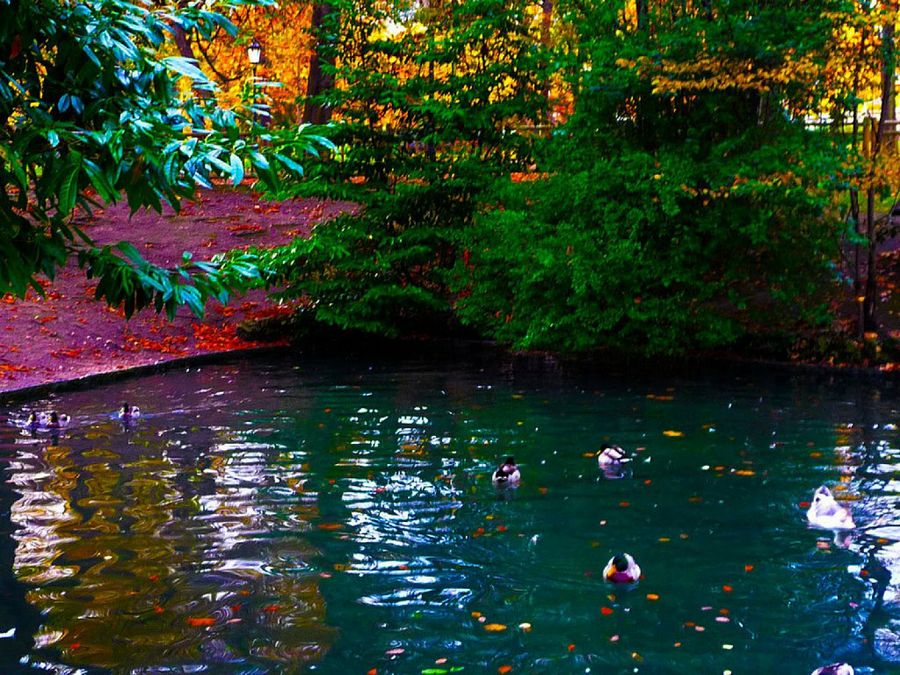 Cómo hacer un estanque en el jardín - Vive la Naturaleza