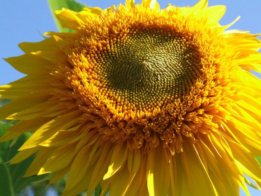 Girasol. Plantas anuales