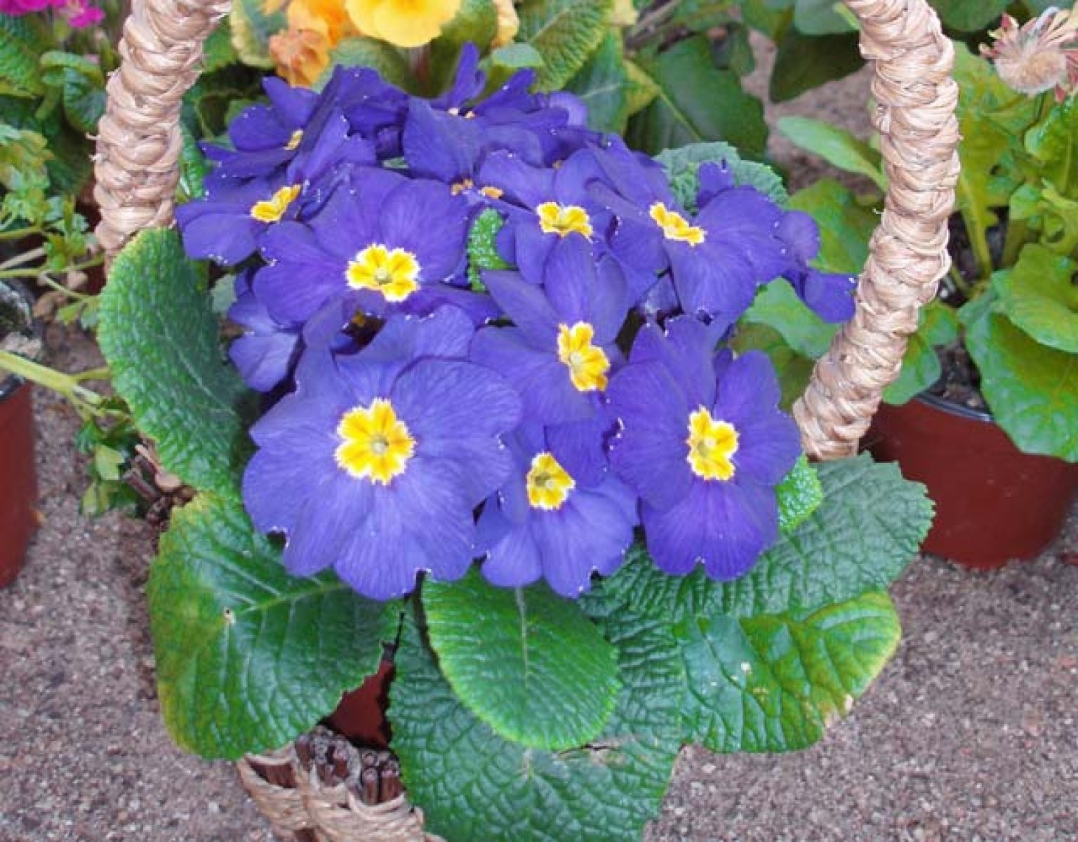 cesta de flores
