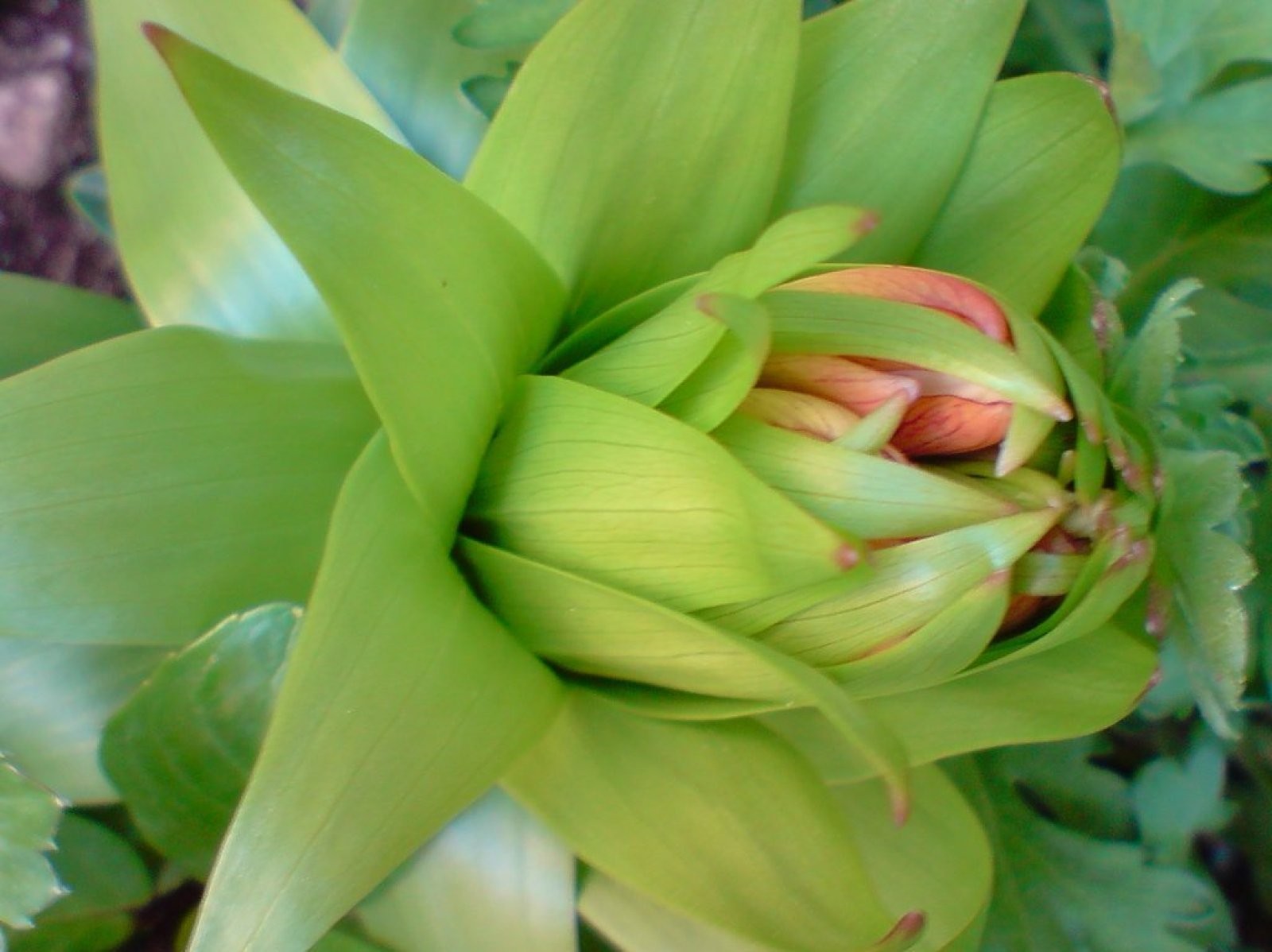 bulbo corona imperial