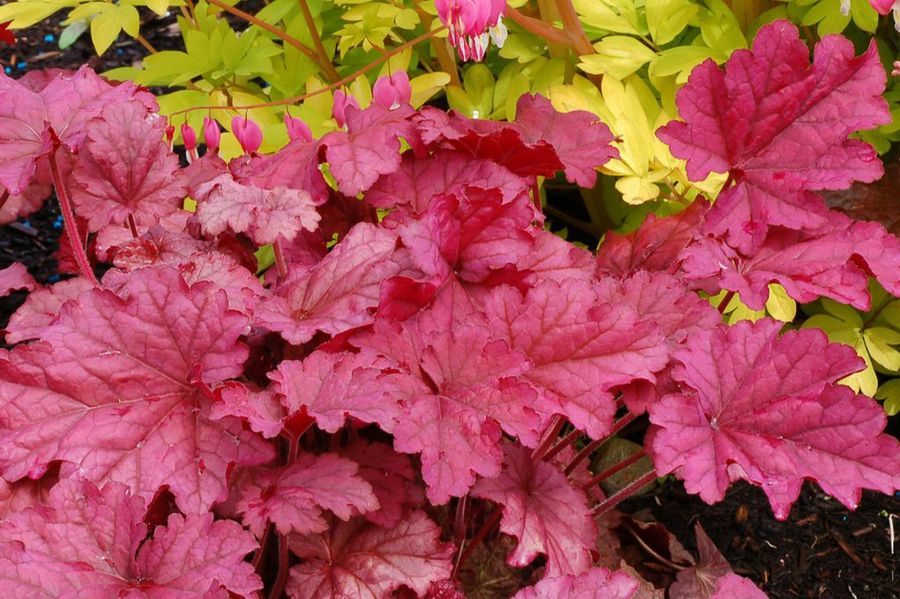 Heuchera
