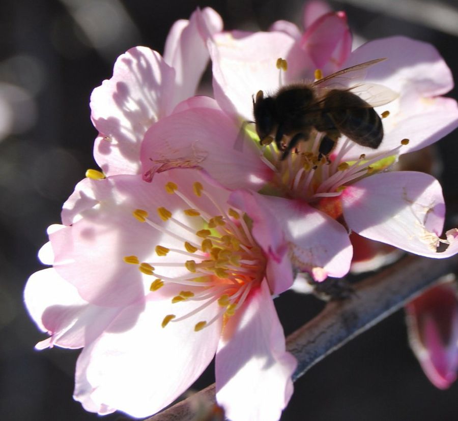 almendros en flor...con abejas