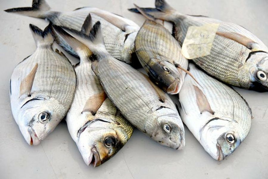 Pescado español, pescado fresco', la campaña para identificar el pescado  100% español en los puntos de venta - Forbes España