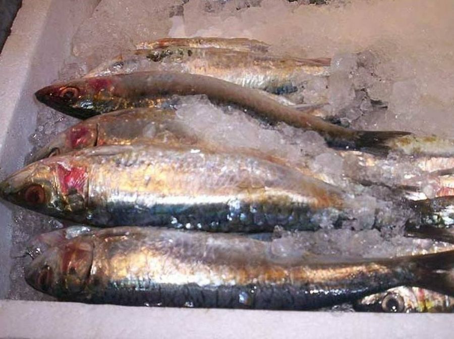 Sardinas en puesto de mercado