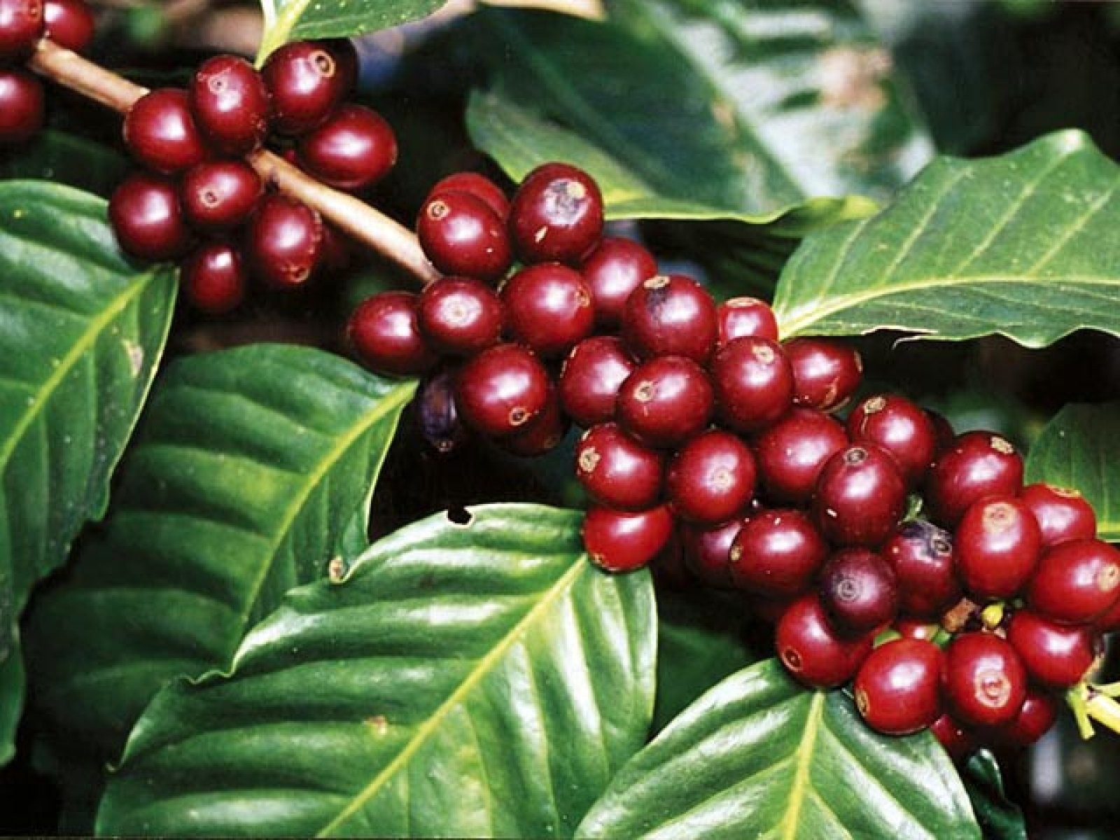 planta de café