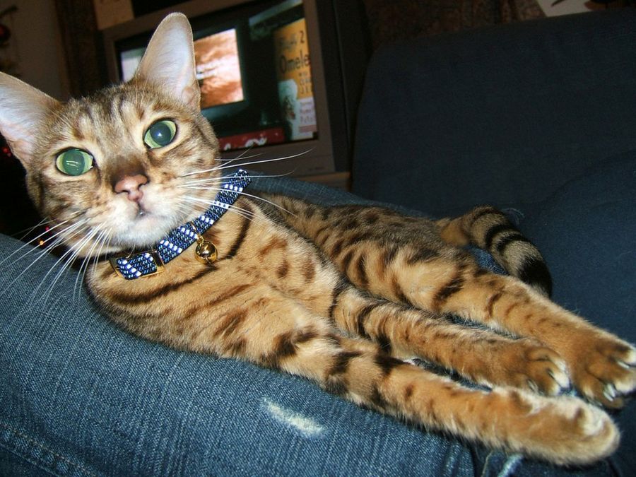 El Gato De Bengala O Gato Bengali Mascotas