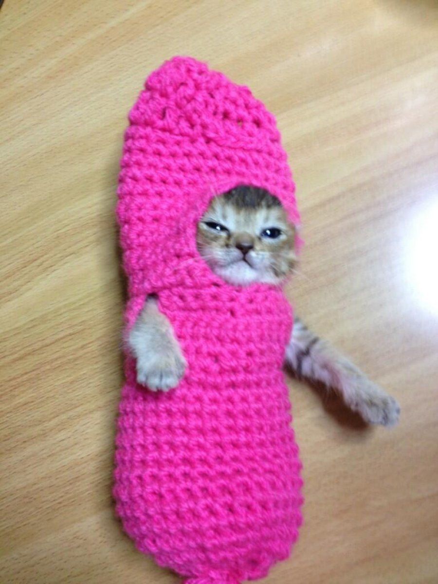 Кот в розовом носке