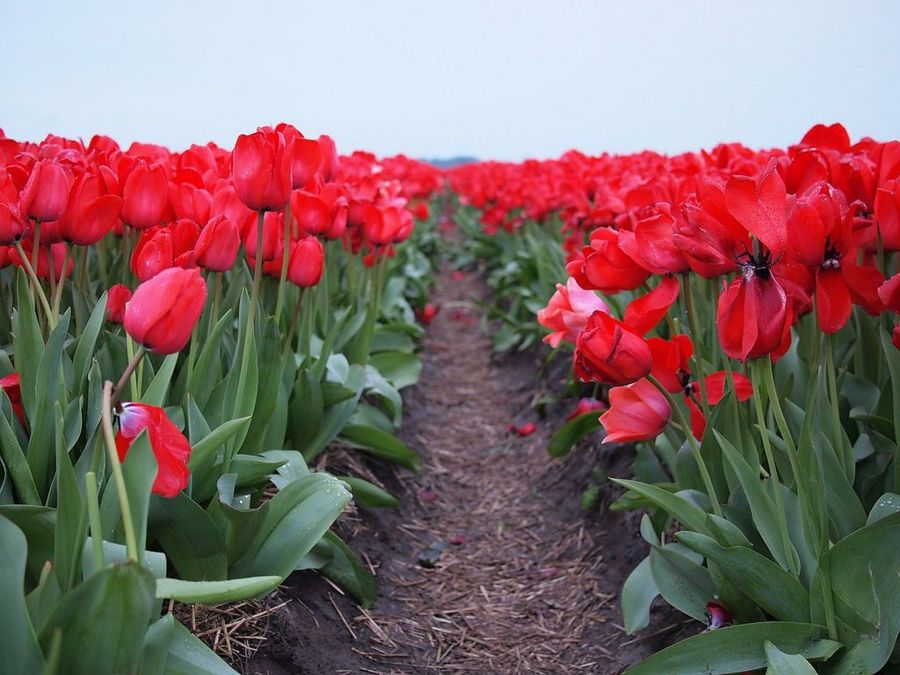 El tulipán | Plantas