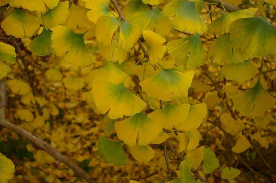  ginkgo