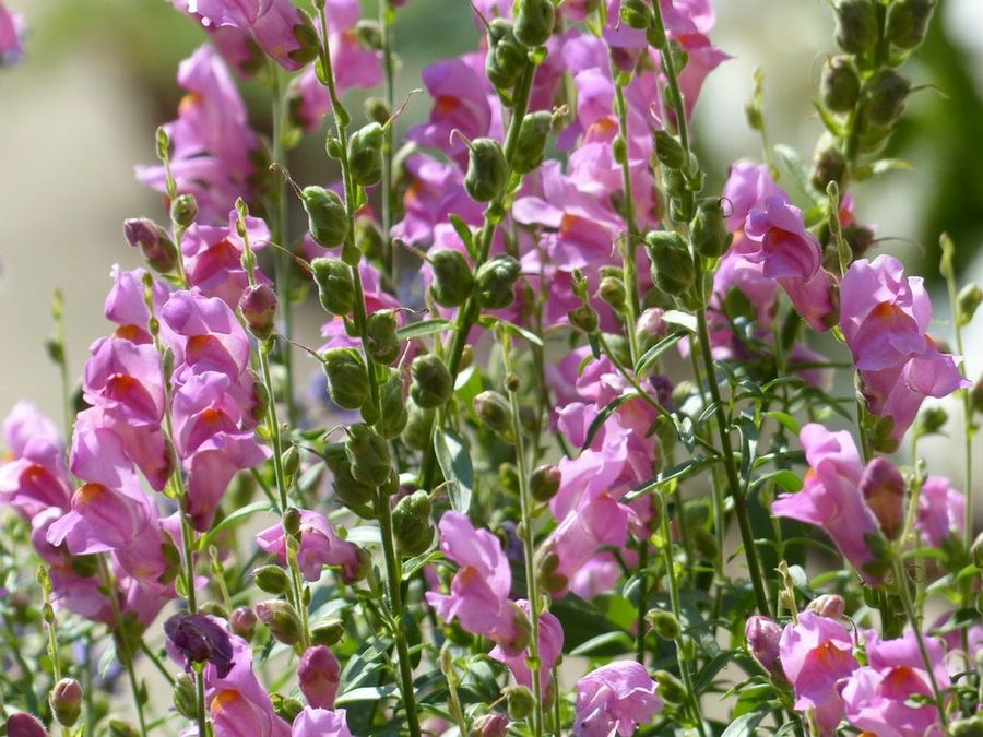Antirrhinum majus