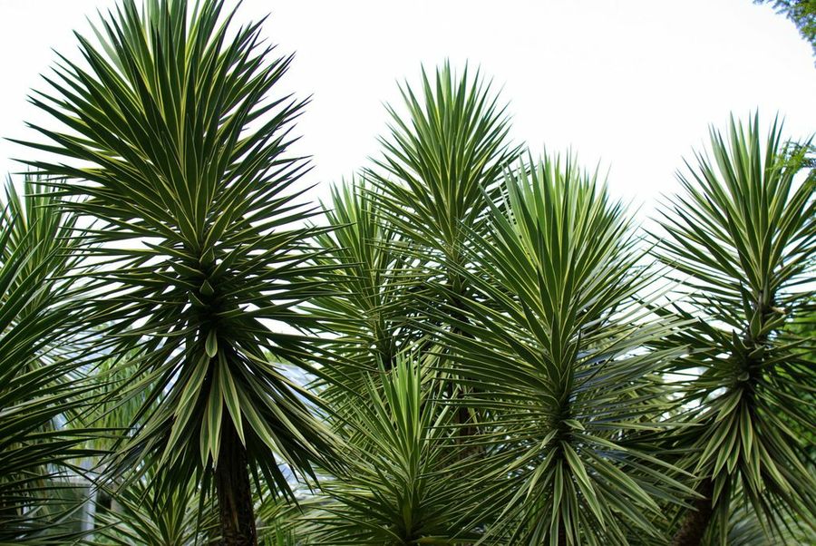 yucca aloifolia