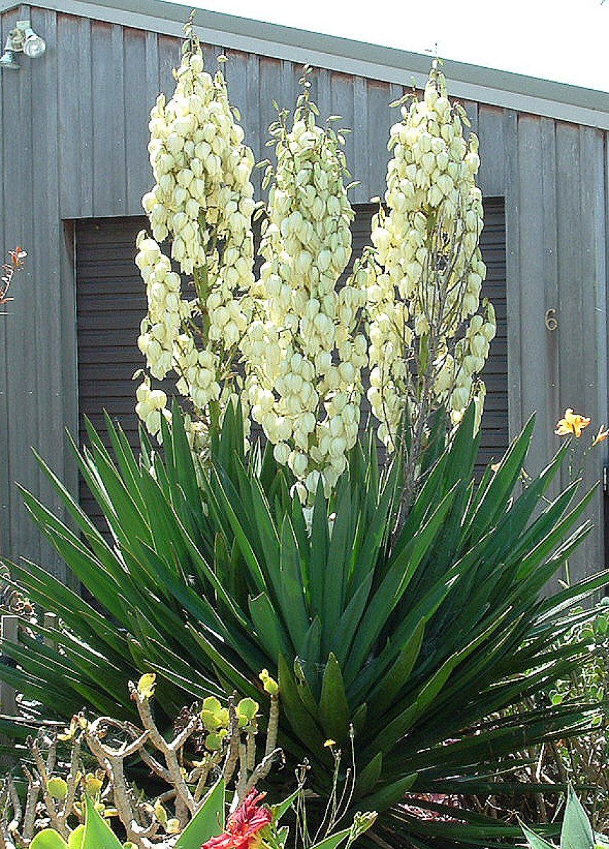  yucca aloifolia