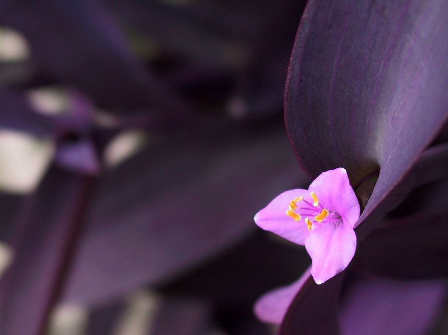 Tradescantia