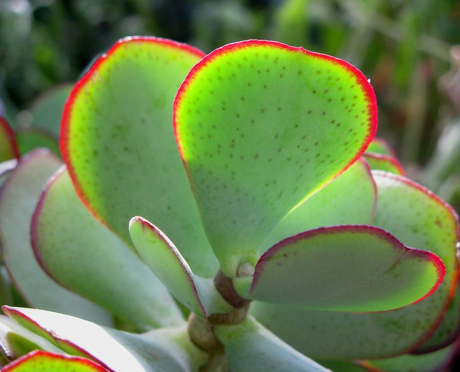 Crassula Arborescens