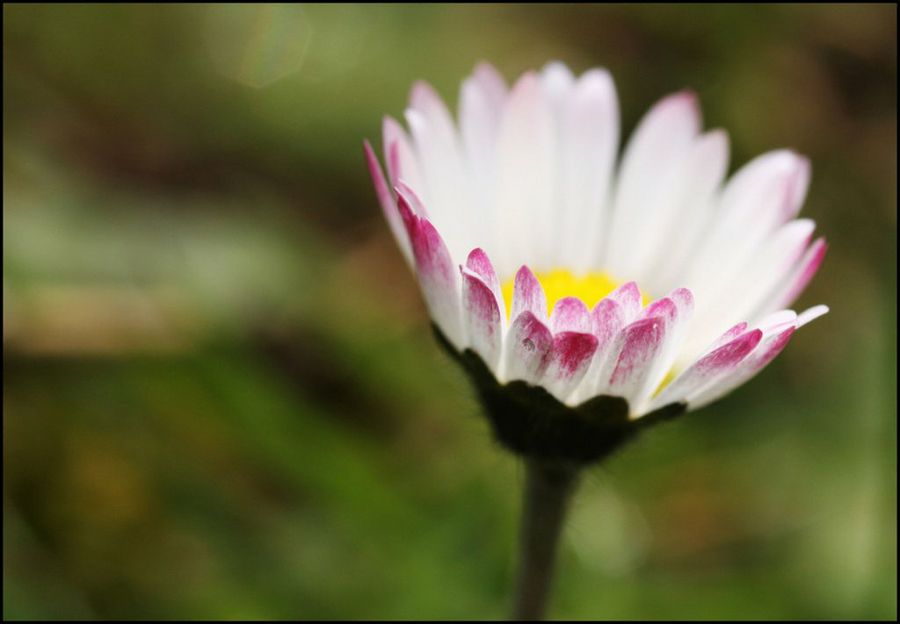Bellis perennis