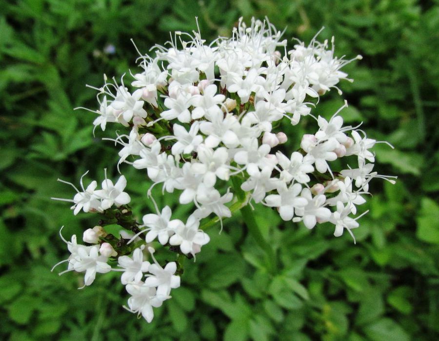 valeriana