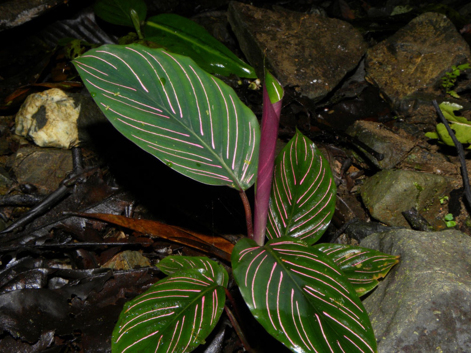 Calathea