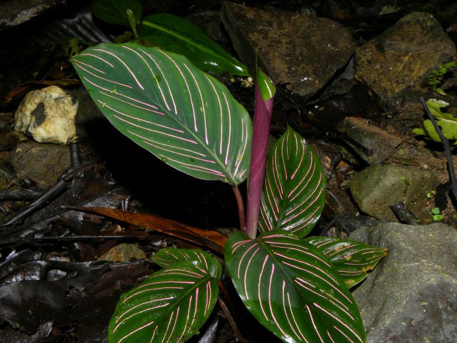 Calathea