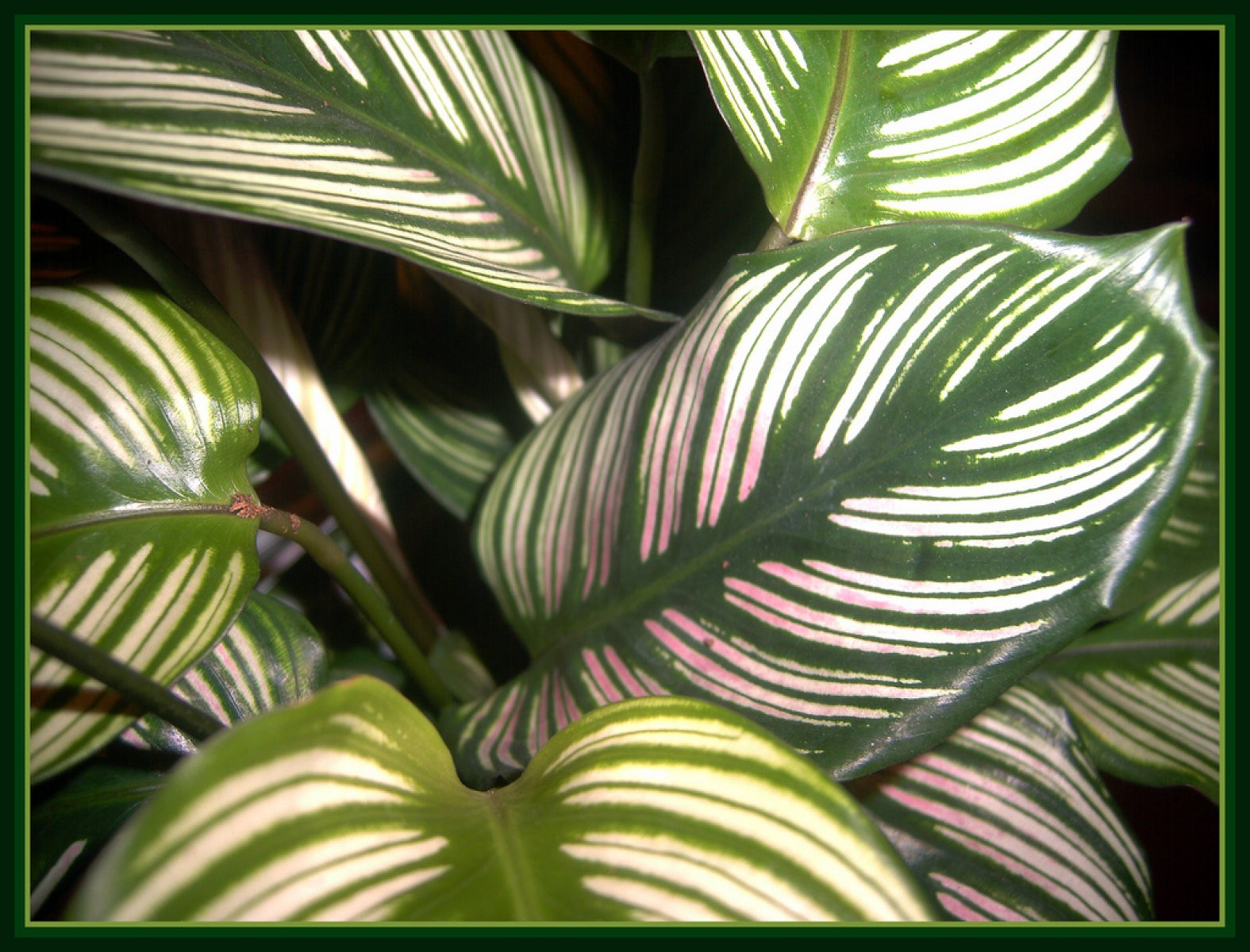 Calathea
