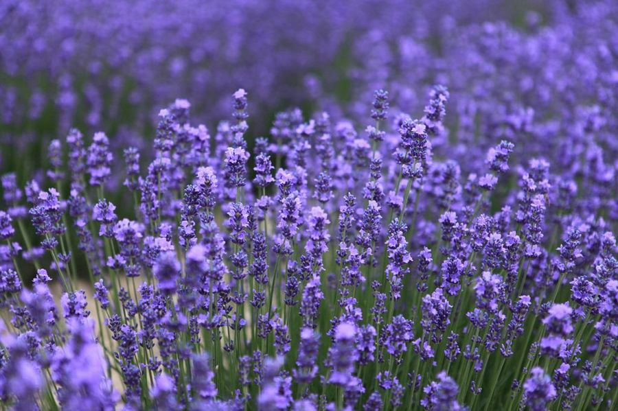 Lavanda