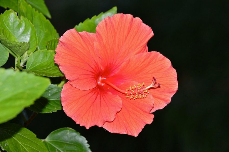 Hibisco