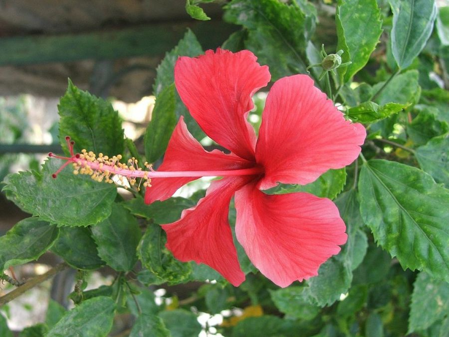 Hibisco