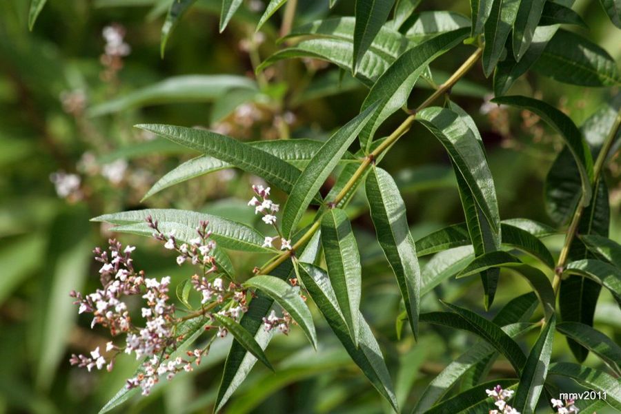 Aloysia triphylla
