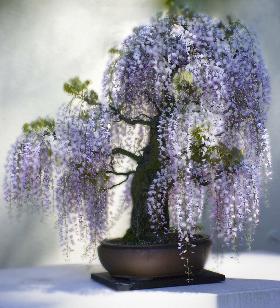 Wisteria