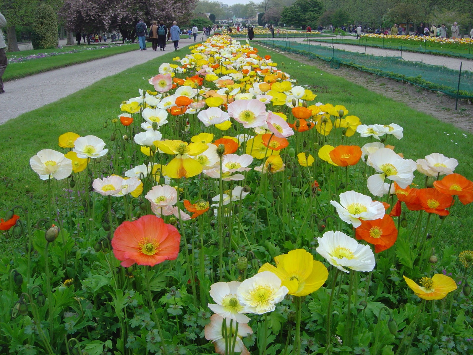 Papaver