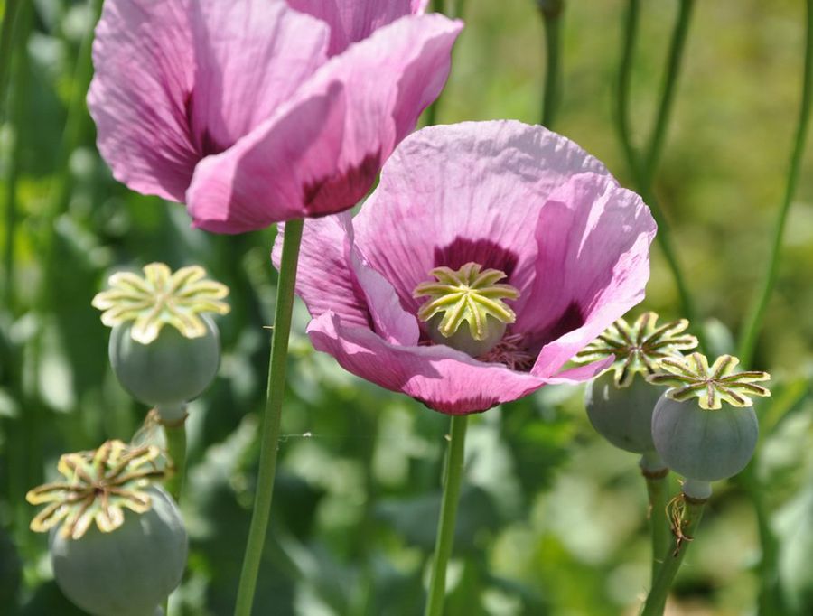 Papaver