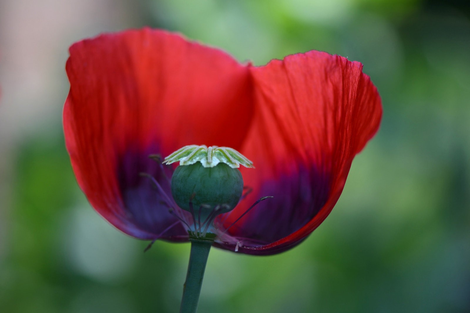 Papaver