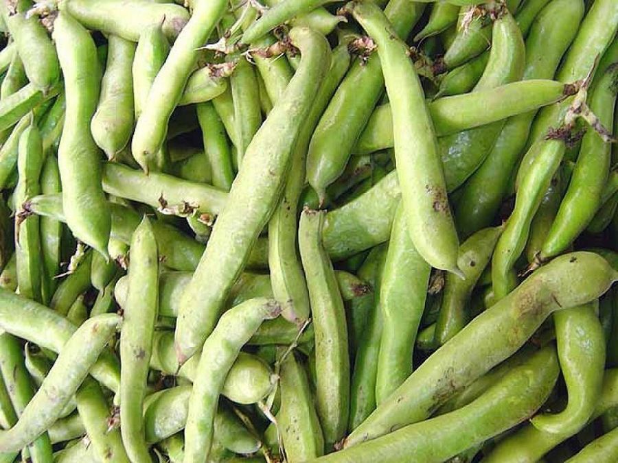 La judía verde: cultiva las hortalizas más tiernas