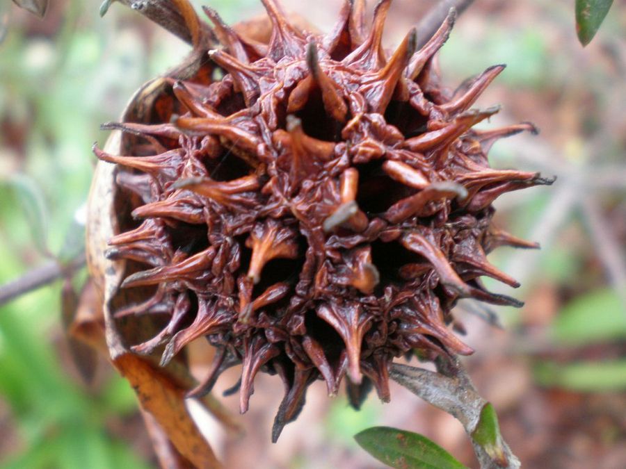 Liquidambar styraciflua