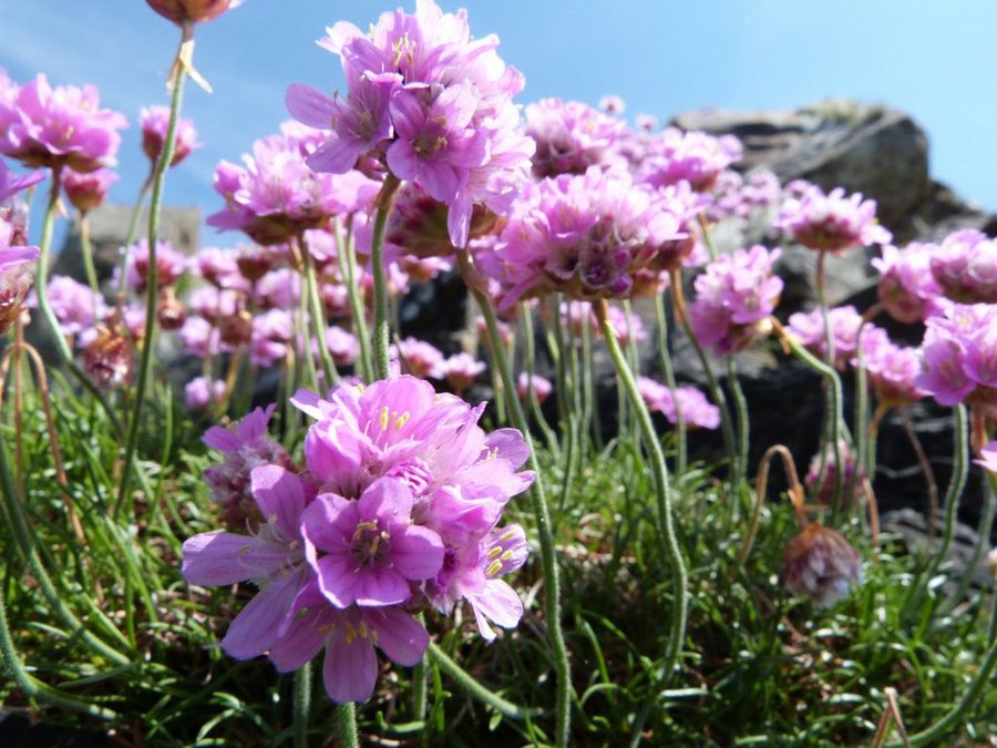 Armeria